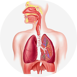 Giảm triệu chứng của các bệnh nhiễm khuẩn đường hô hấp