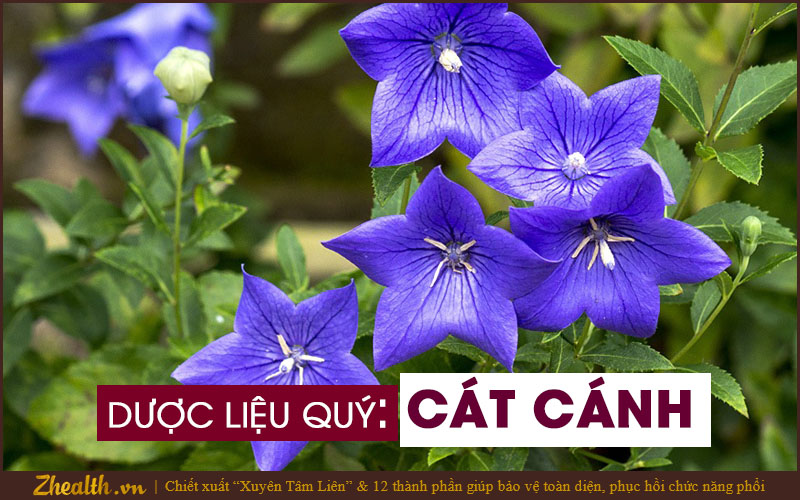 cat-canh-2