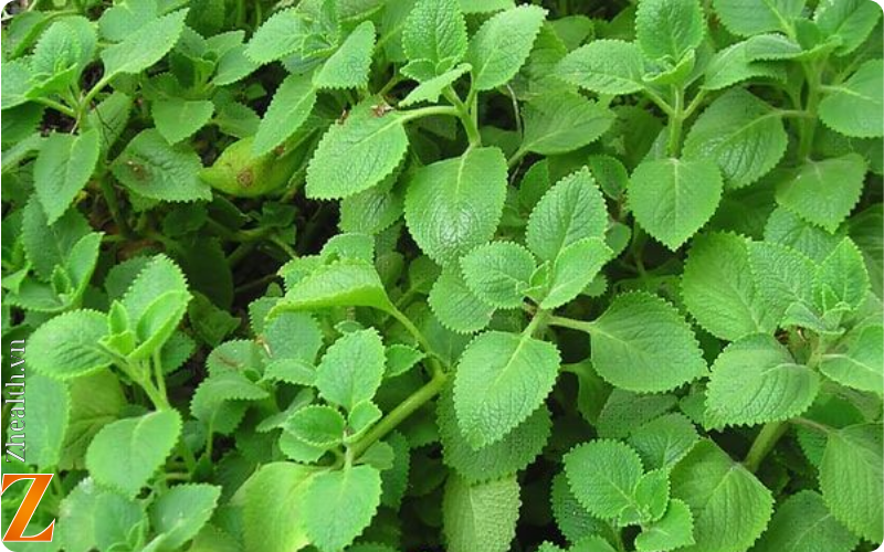 lá húng chanh giúp tiêu đờm